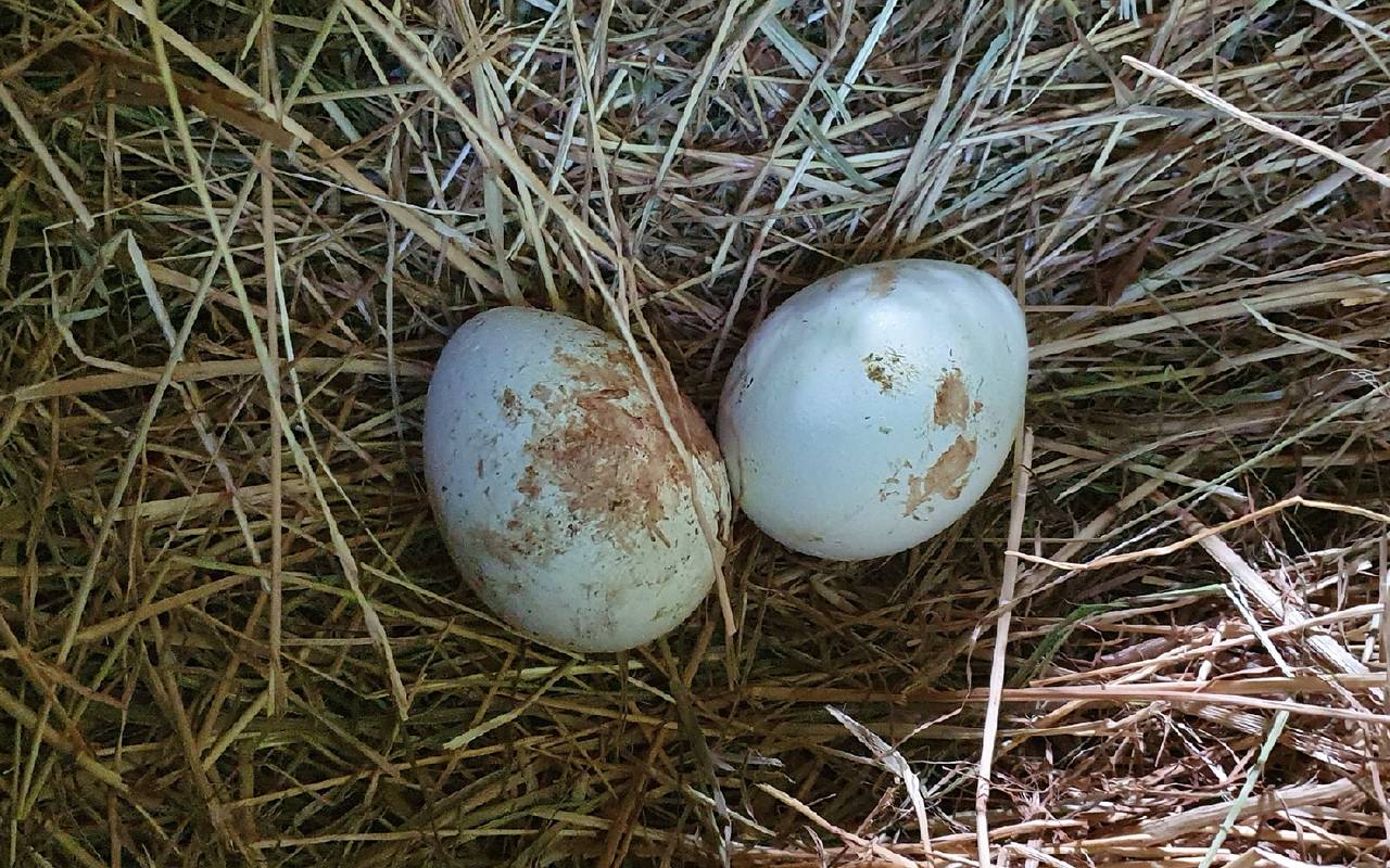 Pinguineier im Nest l Quelle: Zoo Duisburg / M. Elbers