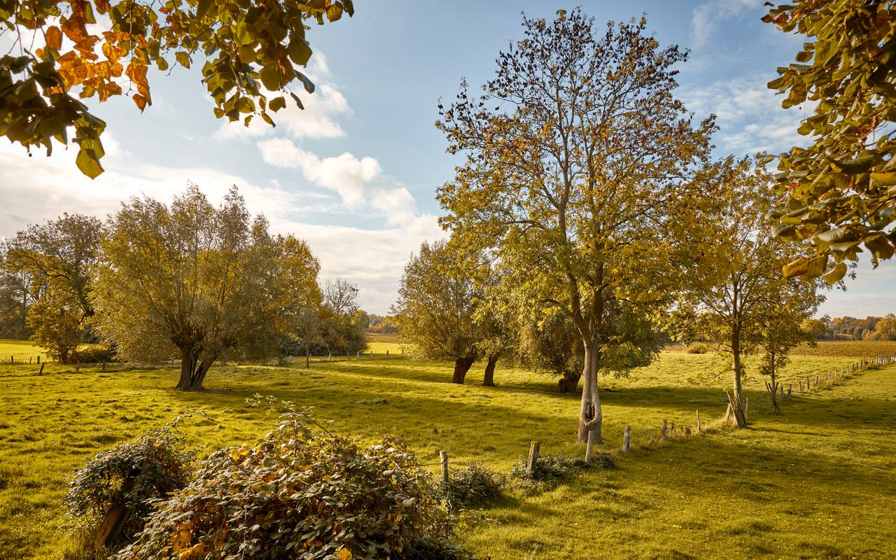 Das Quellgebiet von Rheinfels Quelle: Die Rheinaue Walsum