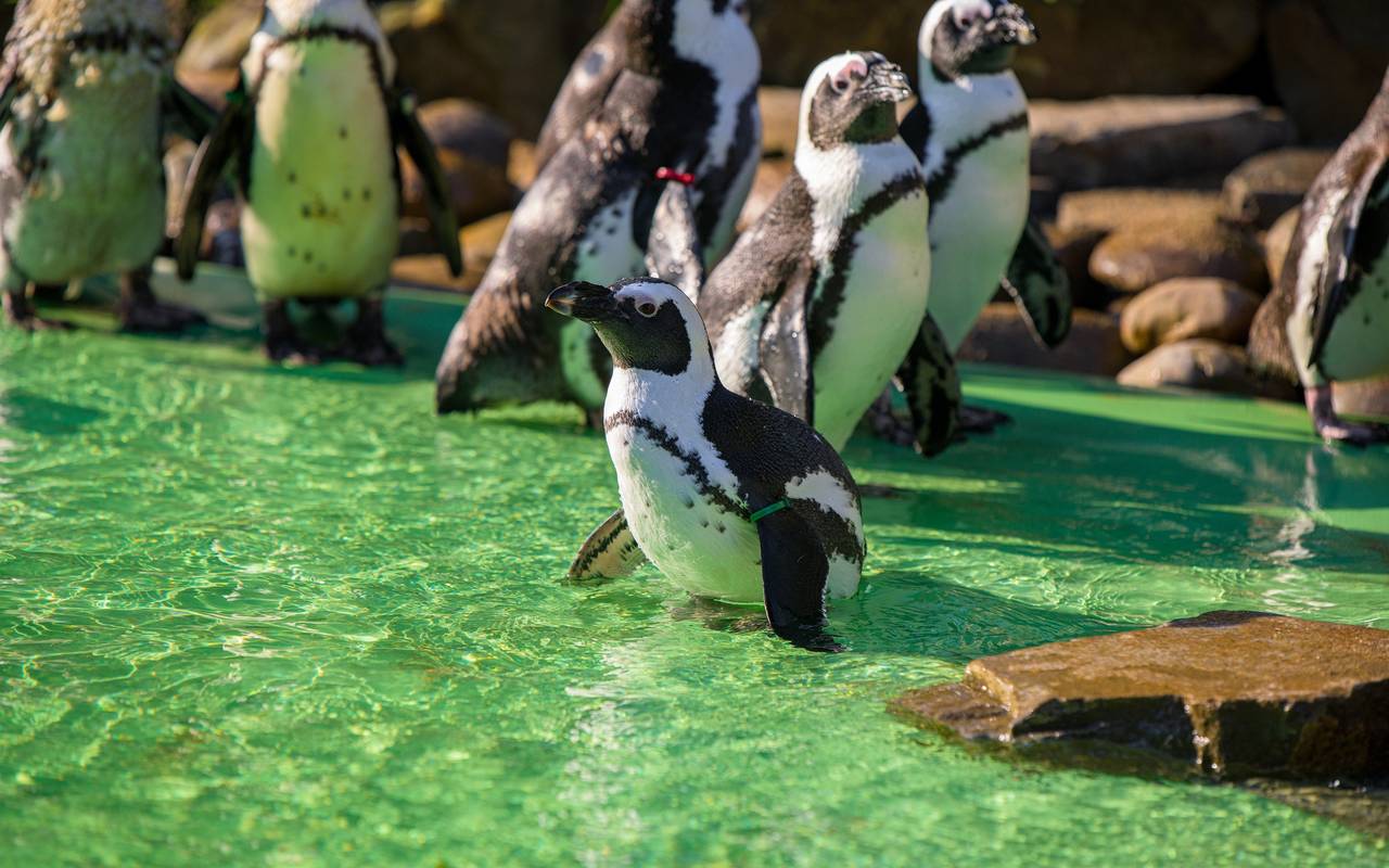Foto: Zoo Duisburg / M. Appel