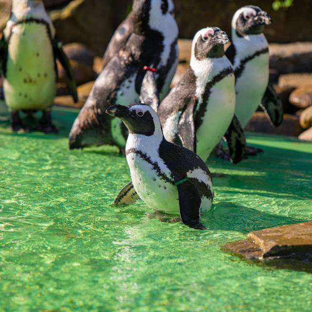 Foto: Zoo Duisburg / M. Appel