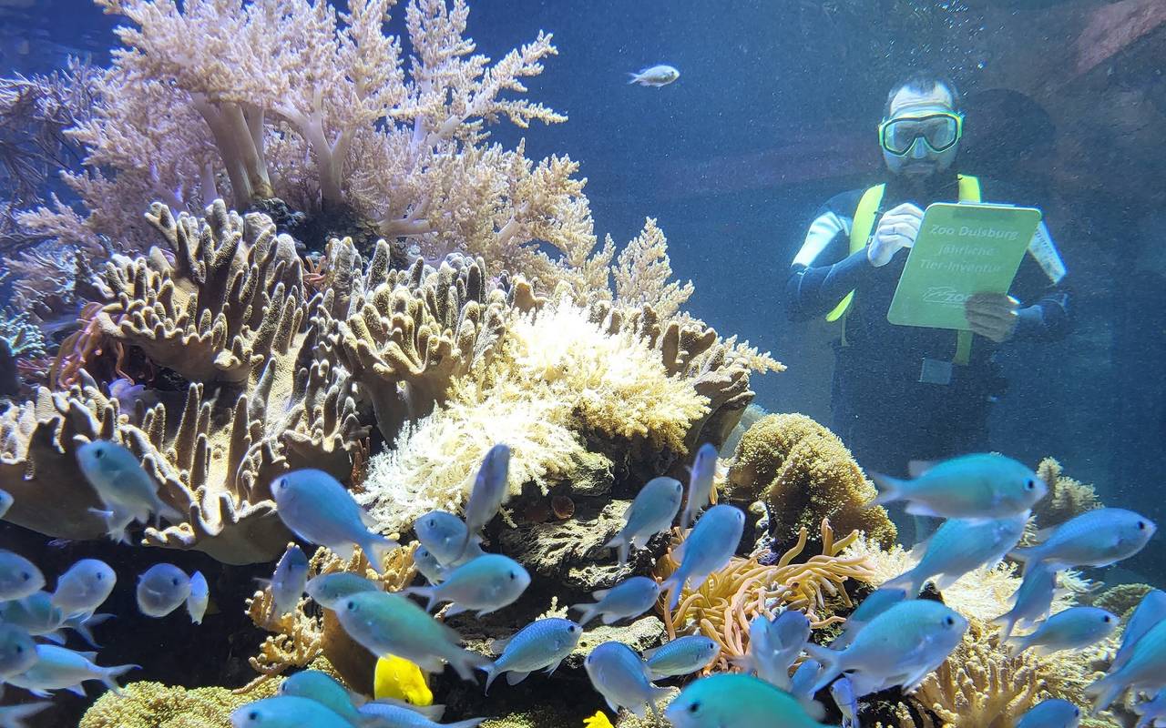 Tierpfleger im Aquarium erfasst den Tierbestand