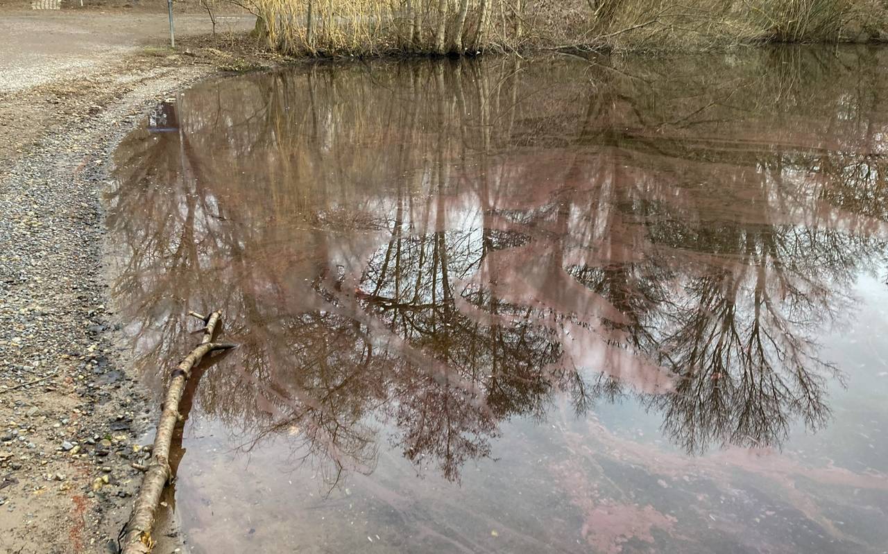 Burgunderblutalgen im Wildförstersee