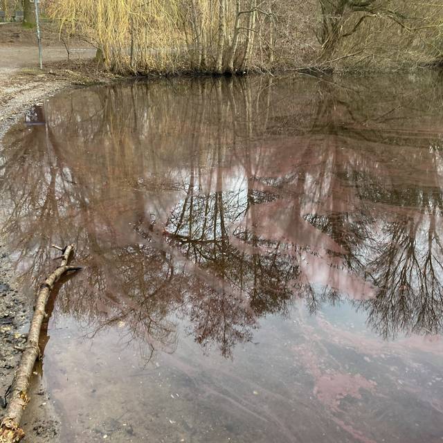 Burgunderblutalgen im Wildförstersee