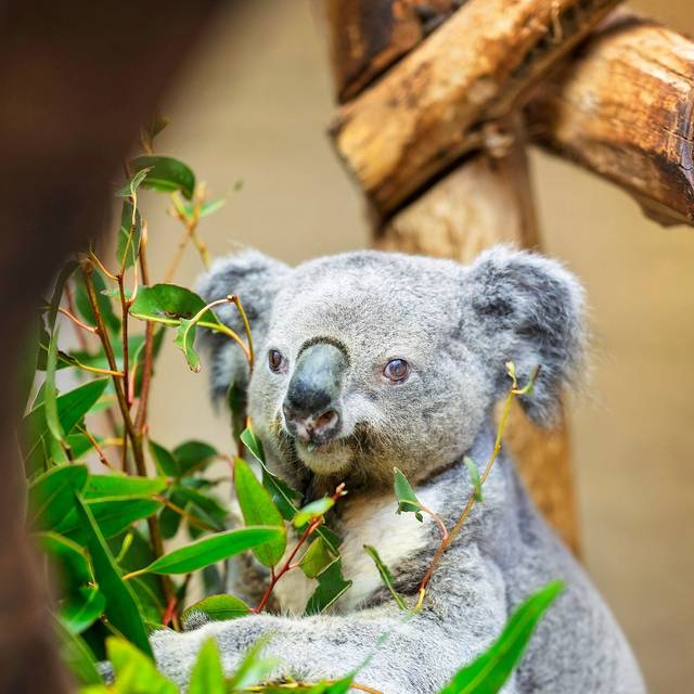 Koala Irwin aus Duisburg ist ältester Koala Europas