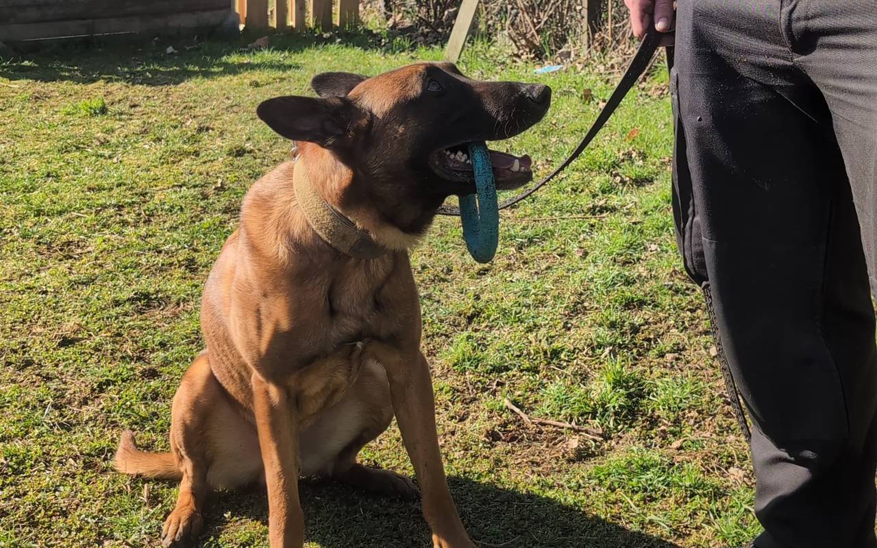 Duisburger Polizeihund Cash