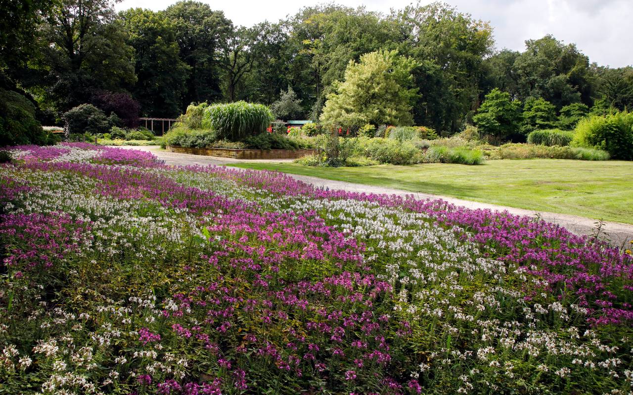 Jubiläumshain in Marxloh mit blühenden lilafarbenen Blumen.