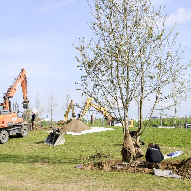 Im Rheinpark wurden heute (14.4.) an die 30 Bäume gepflanzt.