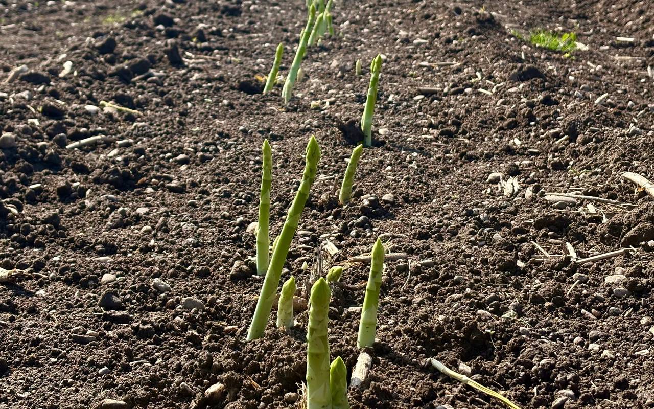 Die Spargelzeit hat auch in Duisburg begonnen.