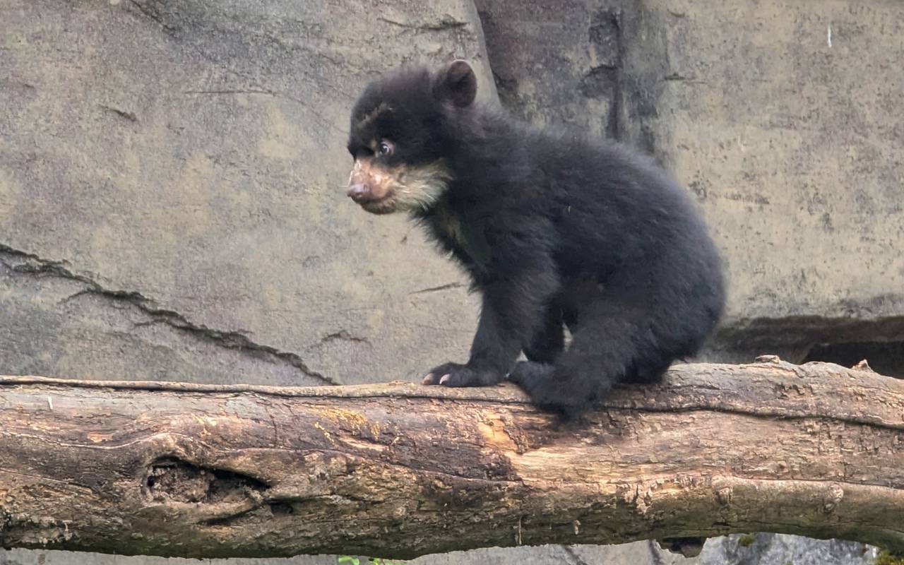 Brillenbär Jungtier klettert auf einem Ast.