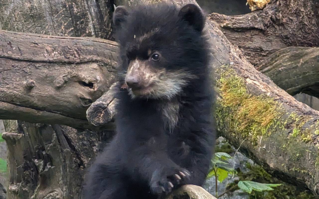 Ein Billenbär Jungtier