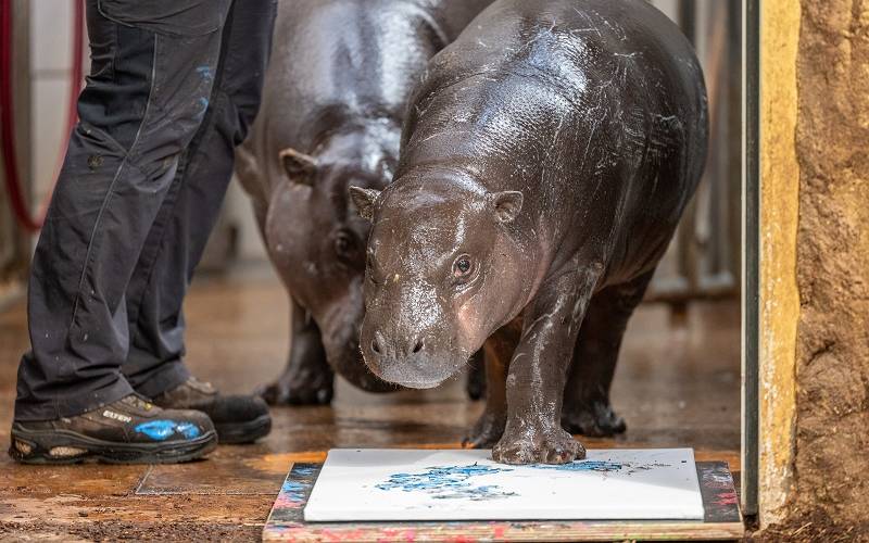 Zwergflusspferd Mufaro läuft in Duisburg über eine Leinwand