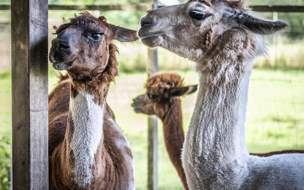 Bei LamaMia könnt ihr tierisch entspannen.