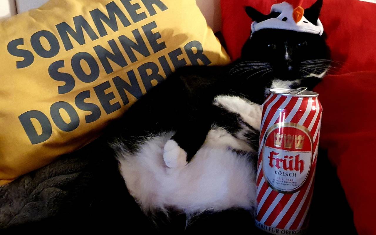 Eine Katze sitzt mit Köpi-Dose auf der Couch.