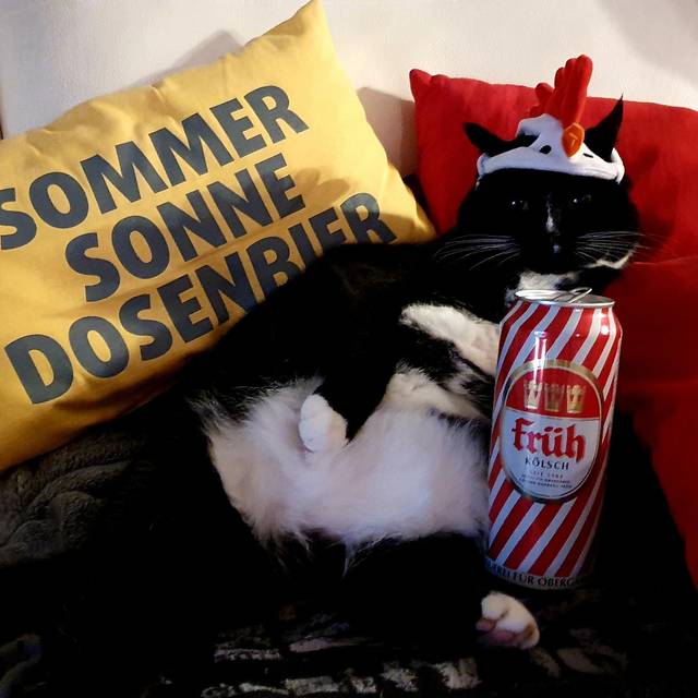 Eine Katze sitzt mit Köpi-Dose auf der Couch.