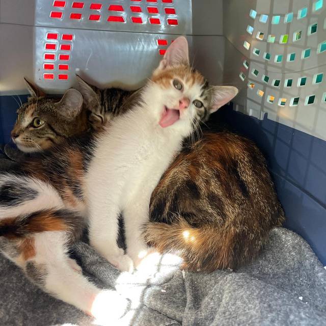 Katzenhilfe Duisburg schlägt Alarm: Immer mehr Streuner