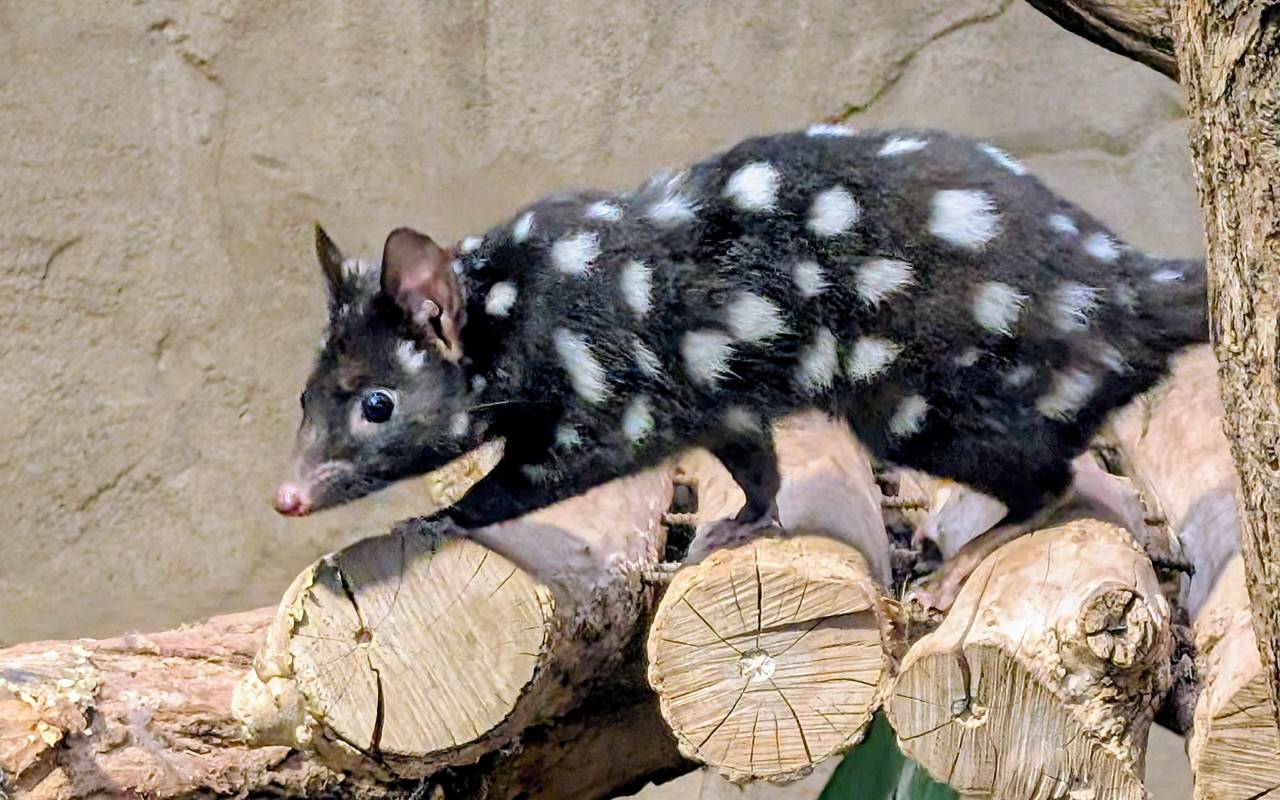 Tüpfelbeutelmarder im Zoo Duisburg