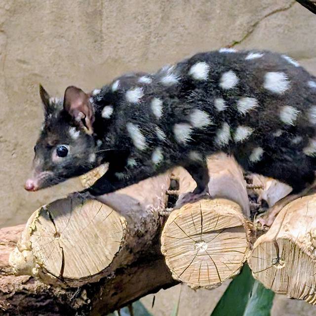 Tüpfelbeutelmarder im Zoo Duisburg