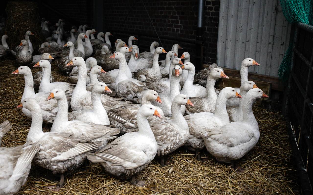 Vogelgrippe in Duisburg