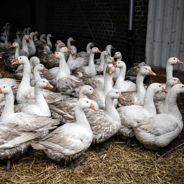 Vogelgrippe in Duisburg