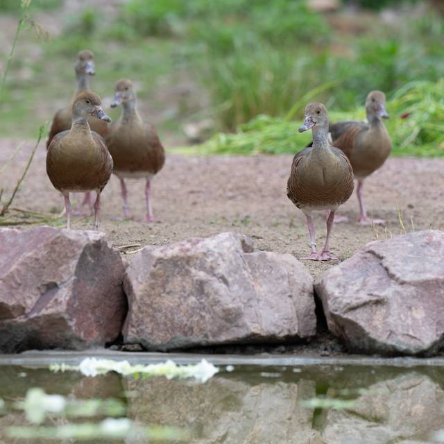 Zoo Duisburg bringt Vögel vorzeitig ins Winterquartier – Vogelgrippe-Schutzmaßnahmen
