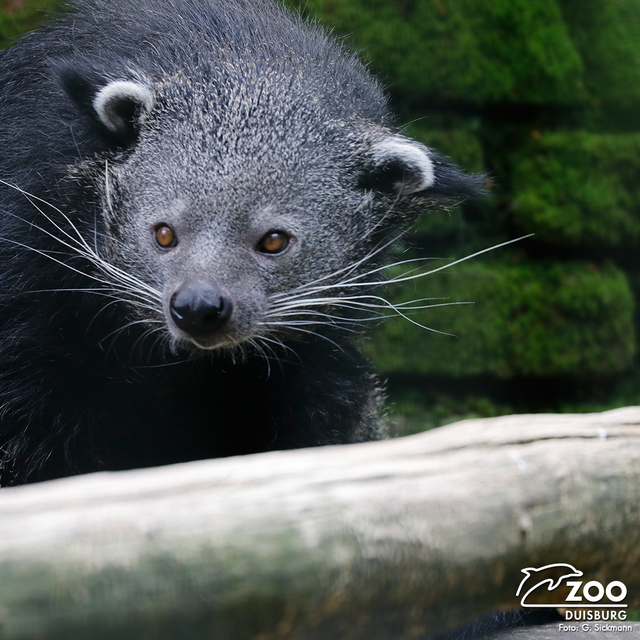 Wo ist Jang? Roter Panda aus Duisburger Zoo ausgebüxt