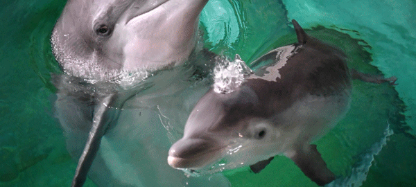 Delfin-Show im Zoo Duisburg abgebrochen