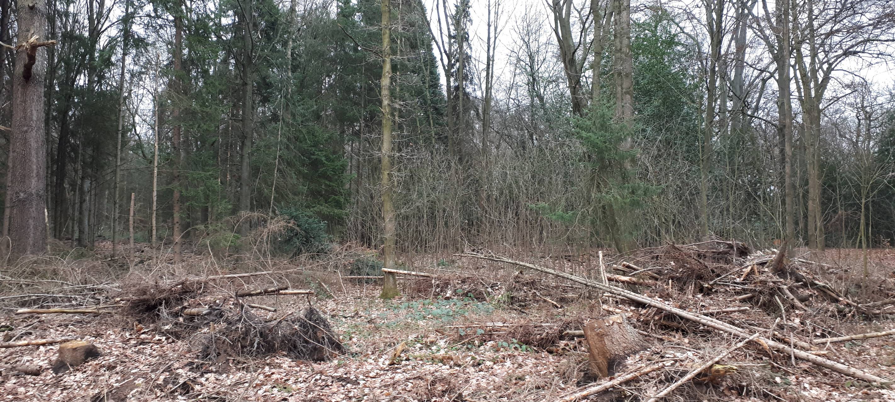 Nach Sturm: Betreten des Waldes auf eigene Gefahr