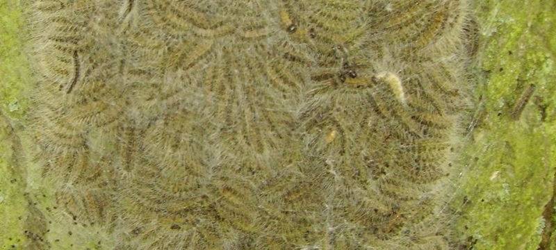 Eichenprozessionsspinner hat wieder Saison