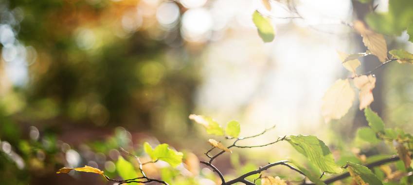 Baumpate für Klimabäume