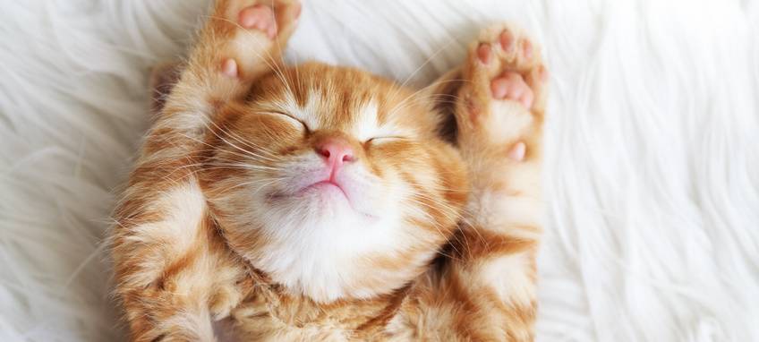 Hitzeserie: Wie wir Tiere vor der Hitze schützen können