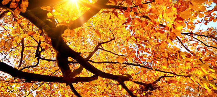 Laubsammlung beginnt