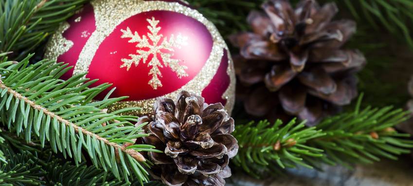 Weihnachtsbaumverkauf von Gemeinsam gegen Kälte