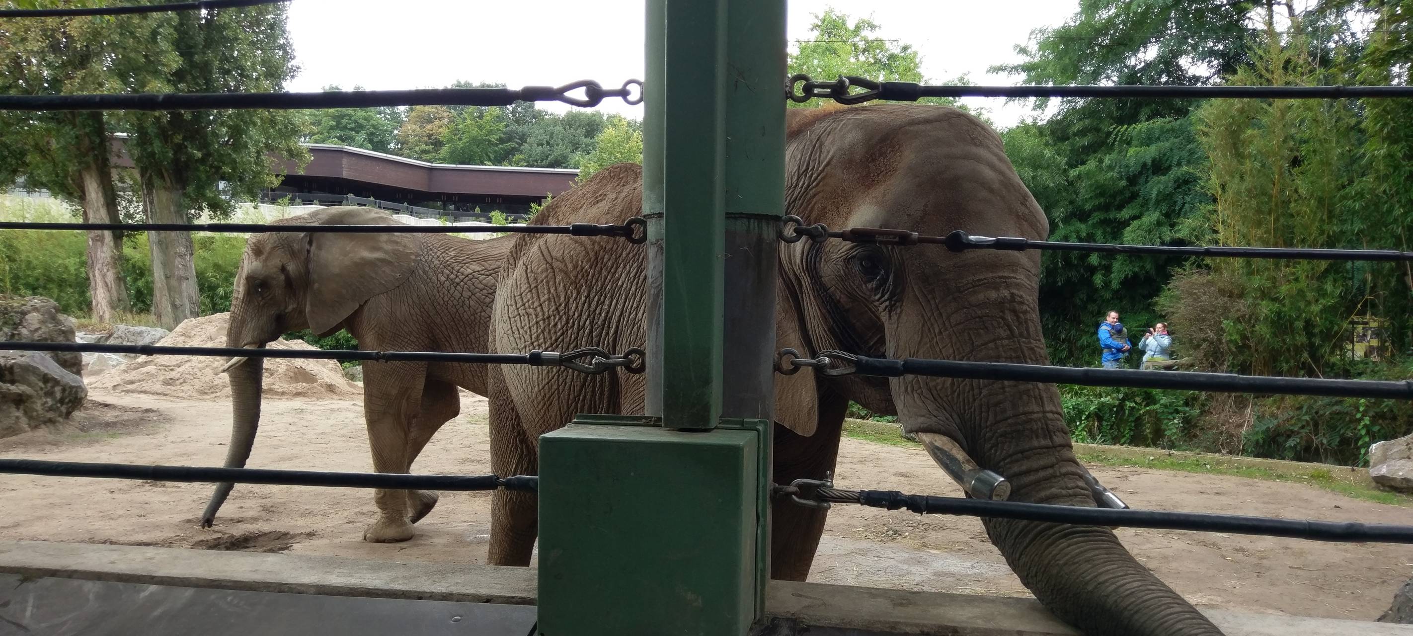Abriss der Zooterrassen steht bevor