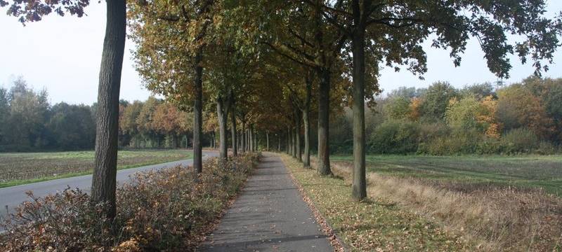 Bäume in Meiderich vertrocknet