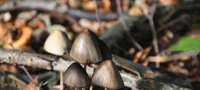 Pilzsammler in Duisburger Wäldern