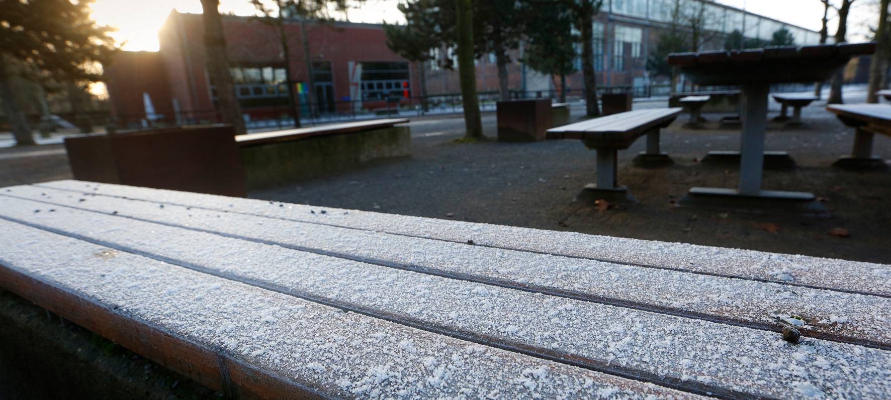 zebrakids verkaufen Weihnachtstannen