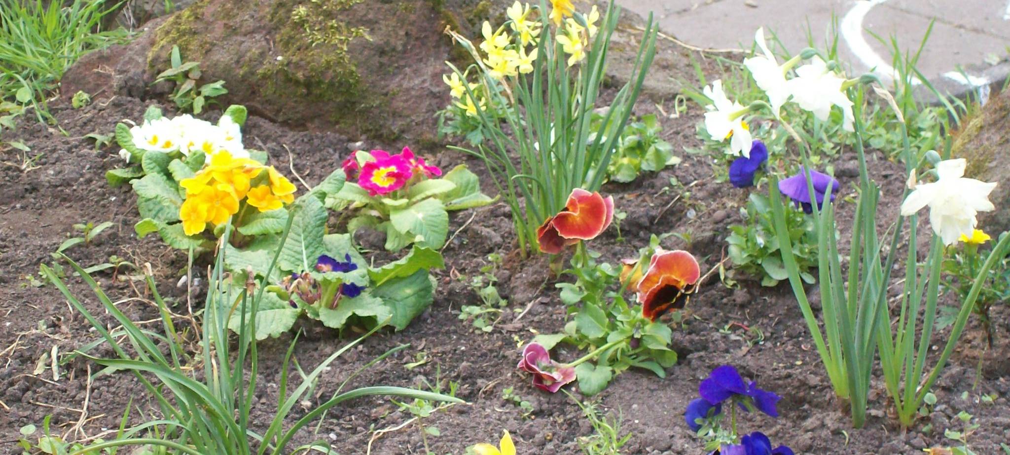 Hitzeserie: Bäume und Gartenpflanzen gegen die Hitze