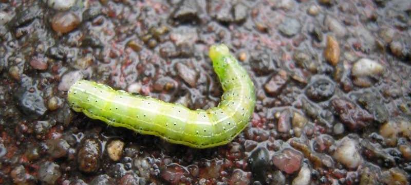 Stadt bekämpft Eichenprozessionsspinner