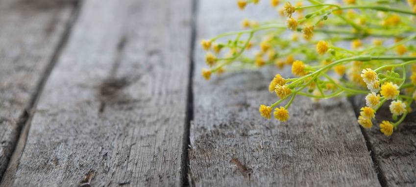 Es wird Frühling in Duisburg