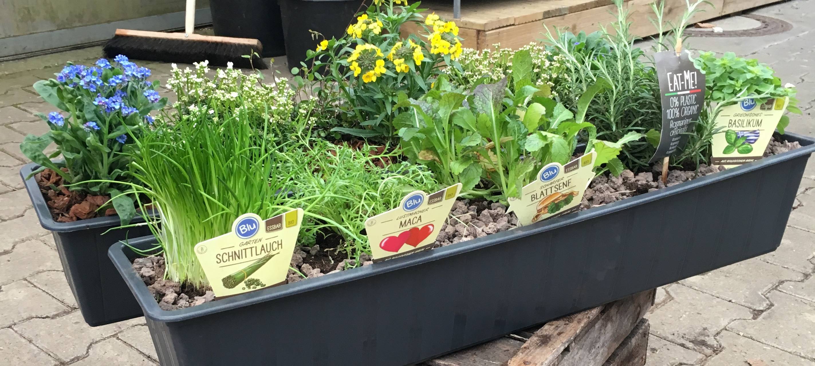 Vorfrühling in Duisburg: Was man jetzt am besten pflanzen kann