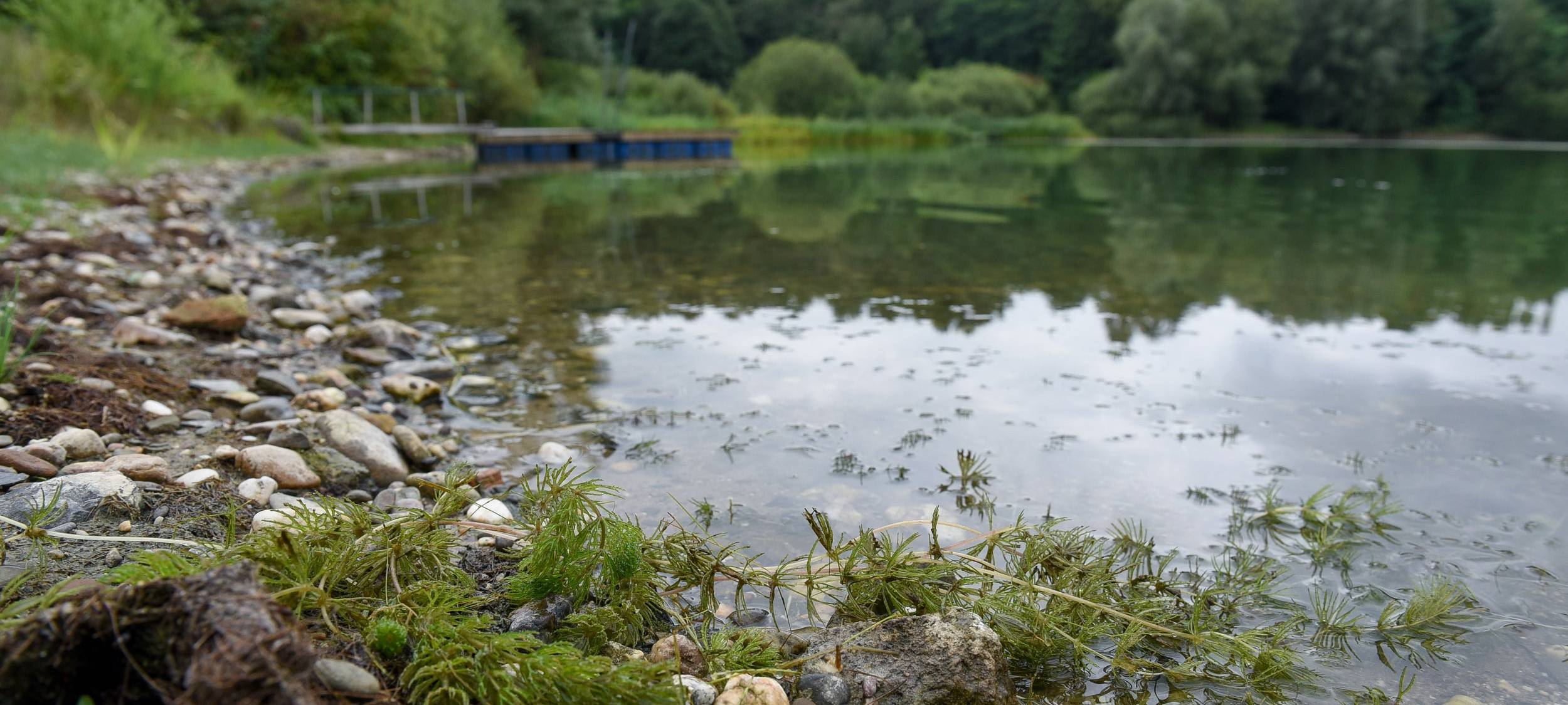 Blaualgen befallen Duisburger Seen