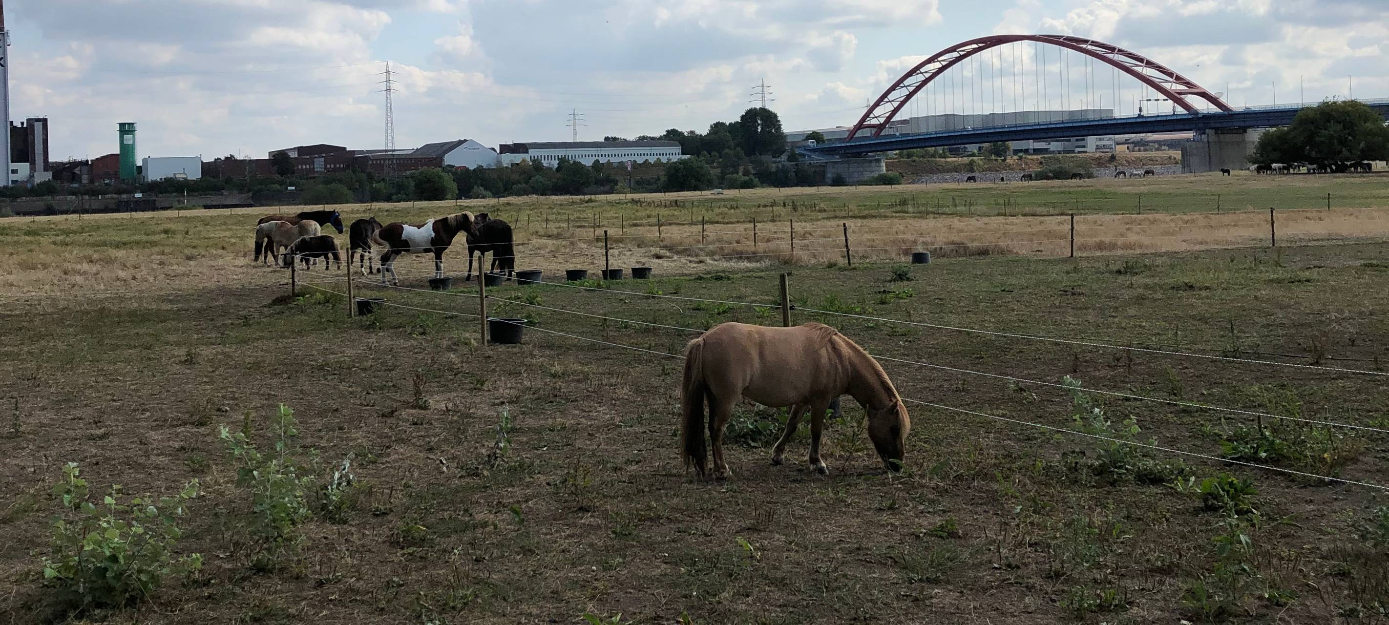 Die Tierwoche bei Radio Duisburg