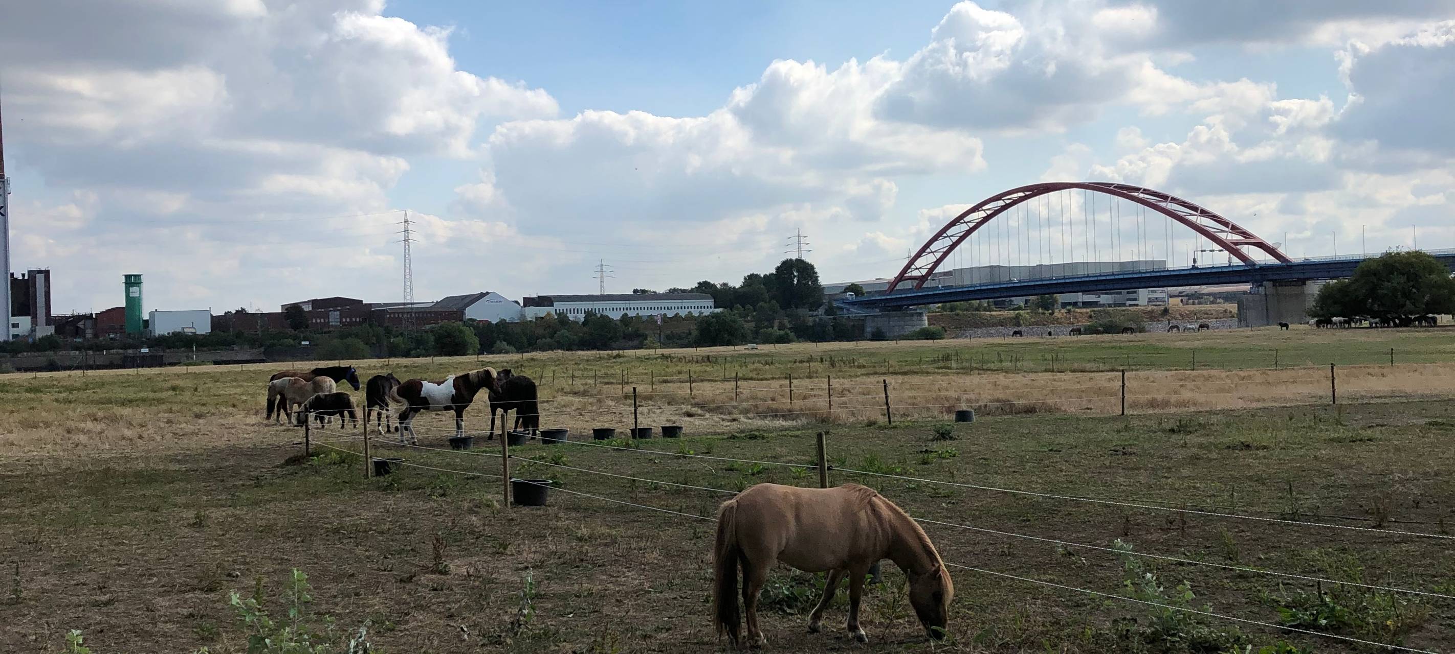 Die Tierwoche bei Radio Duisburg