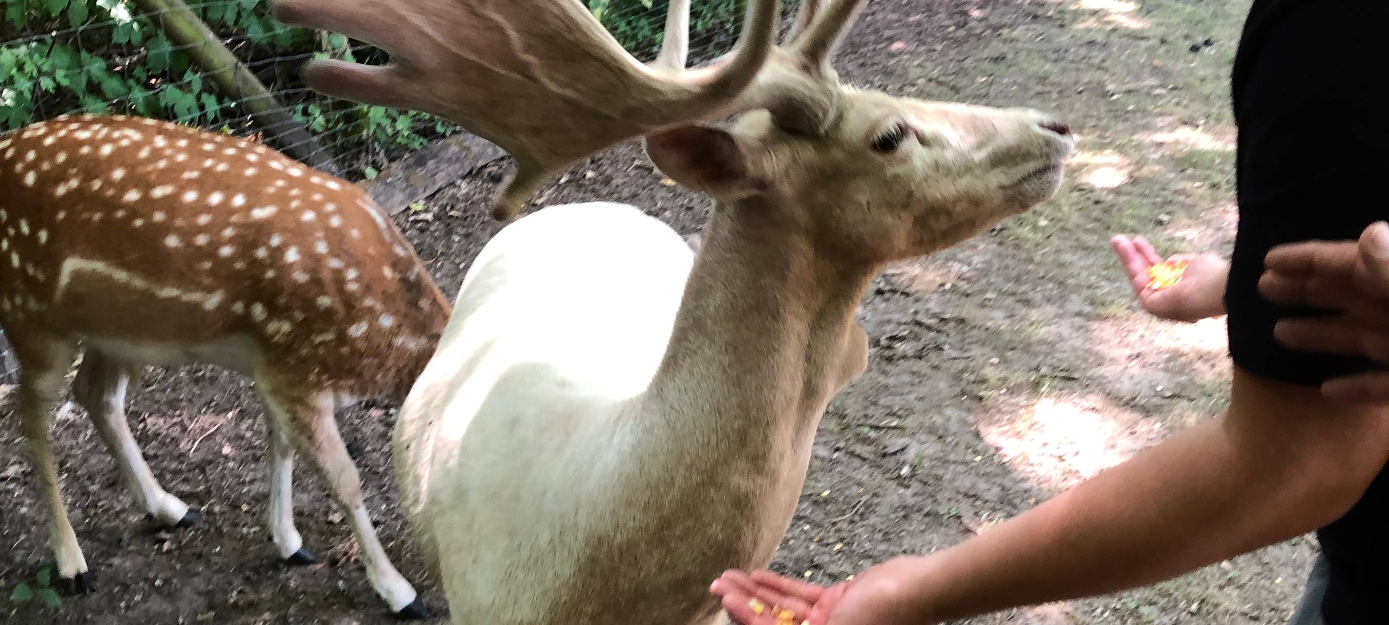 Die Tierwoche bei Radio Duisburg
