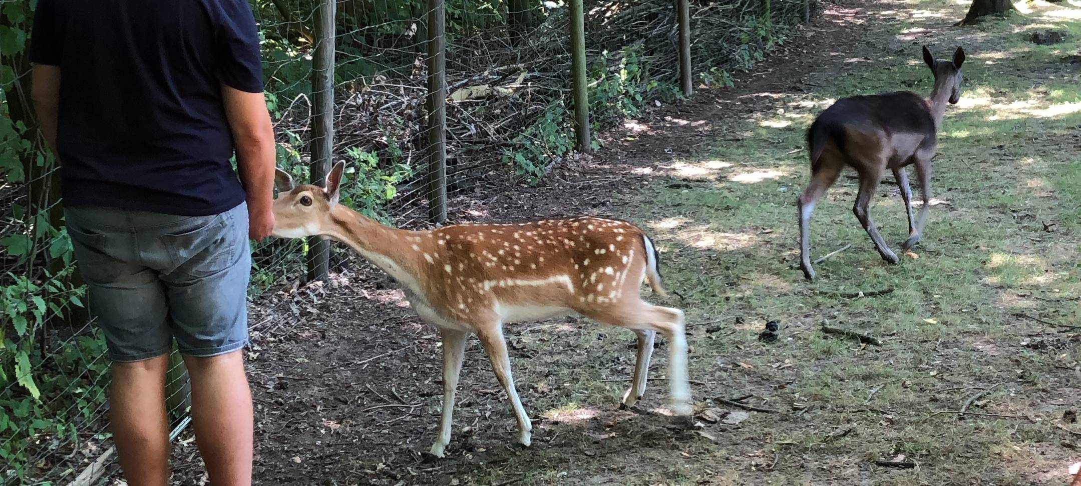 Die Tierwoche bei Radio Duisburg