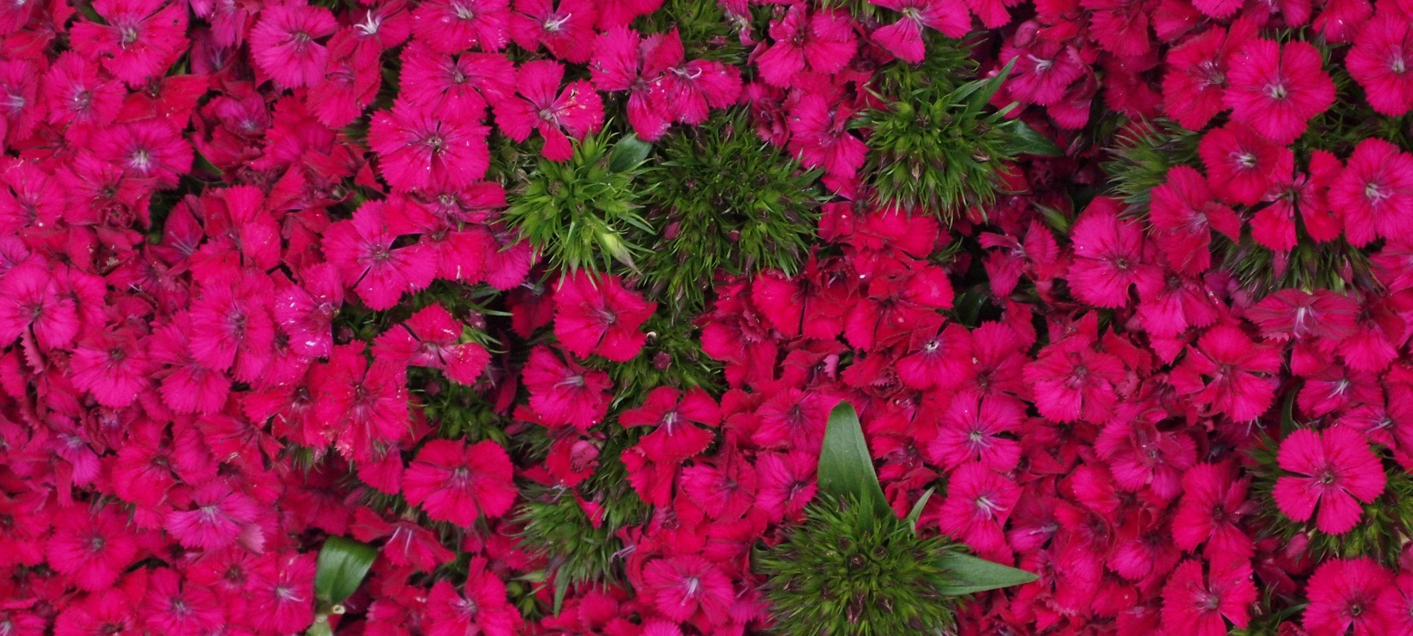 Wie Pflanzen vor dem Absterben gerettet werden können