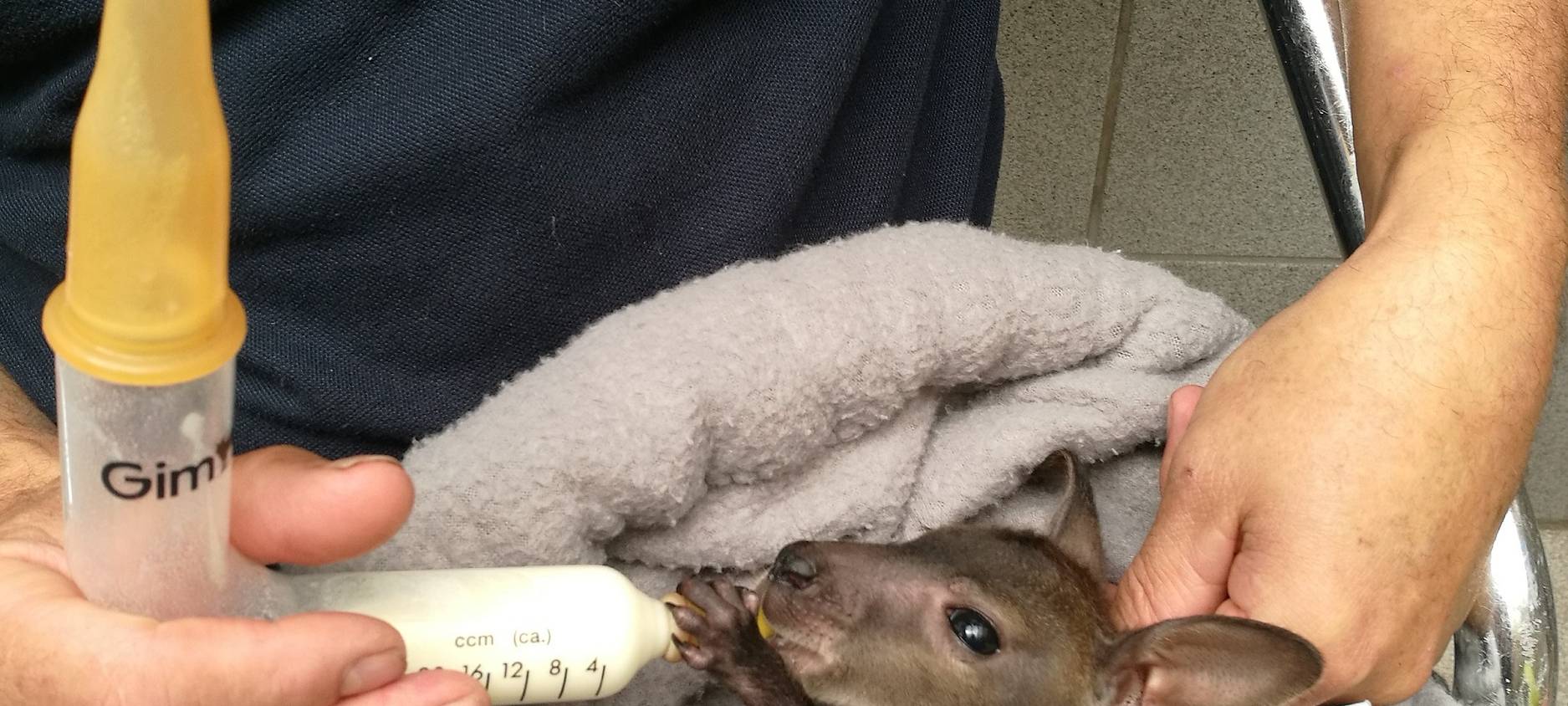 Zoo stellt Job des Tierpflegers vor