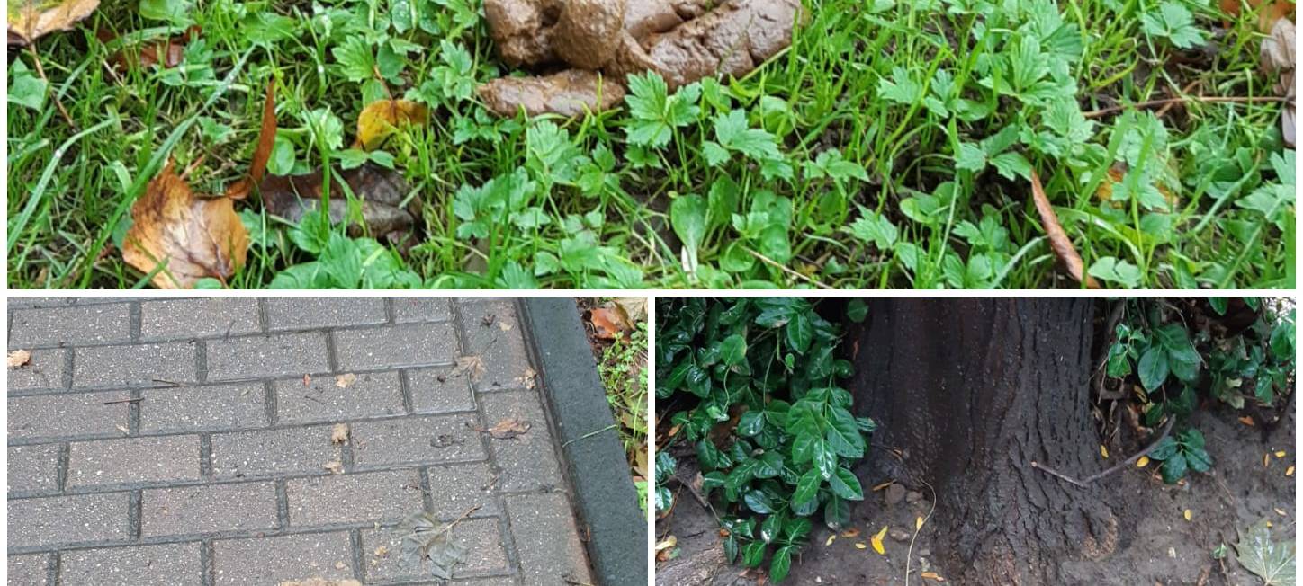 Ruhrorter ärgern sich über Hundehaufen