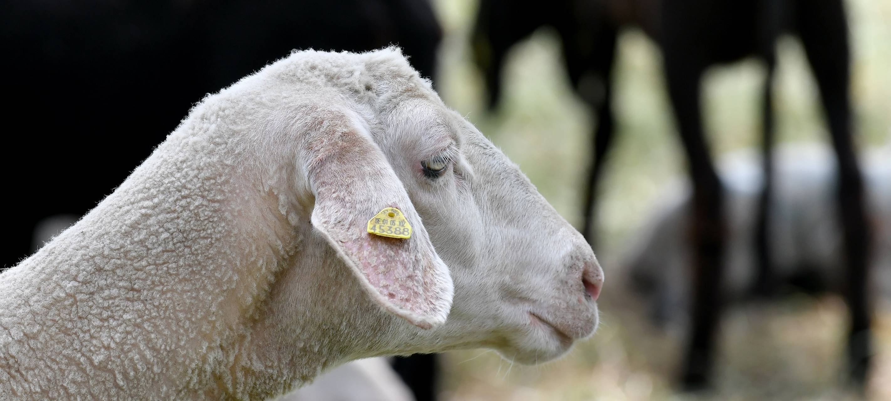 Neue Schafswiese in Kaßlerfeld