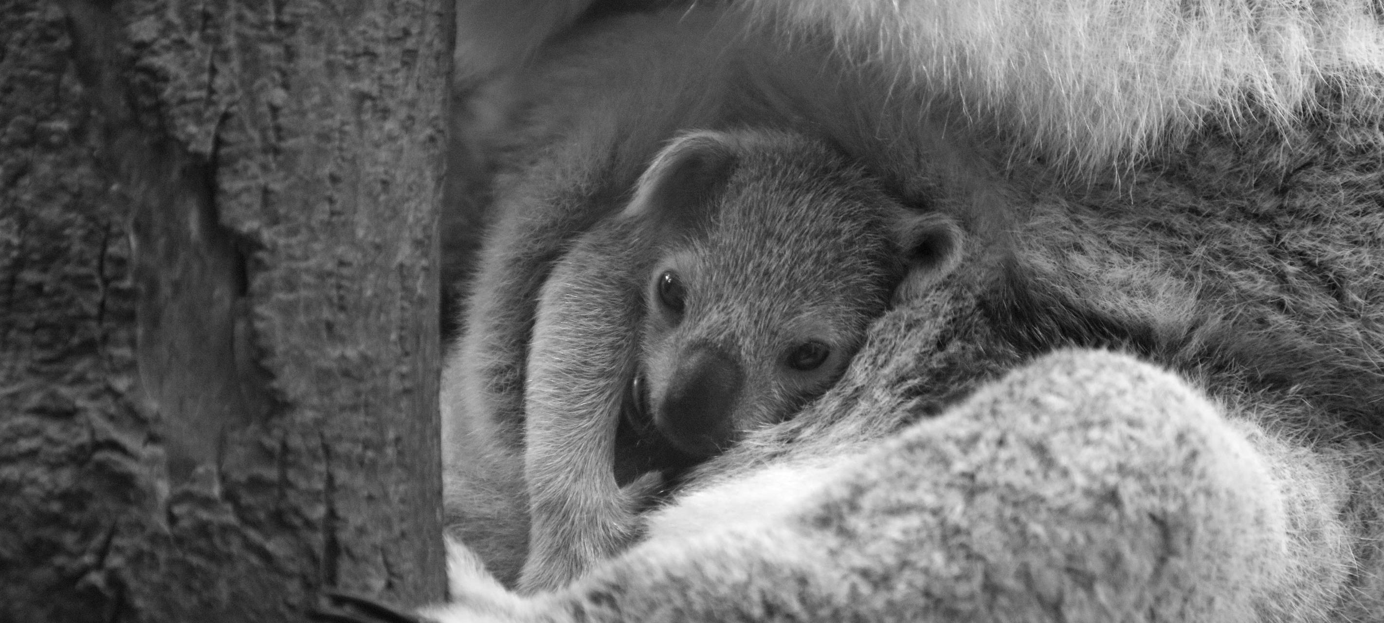 Koala-Baby im Duisburger Zoo gestorben